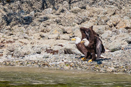 Two white-tailed sea eagles, standing on the stone-strewn beach, they stretch the wings, Vancouver...