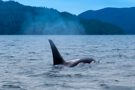 Killer whale in Tofino mountains in background, view from boat on a killer whaleの写真素材