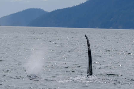 Two killer whales in Tofino with the fin above water, view from boat on two killer whale