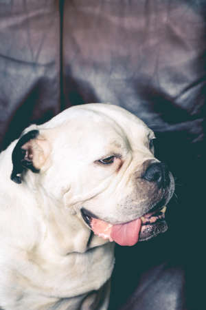 Girl holding Old English Bulldog, bulldog seems in love with the young woman.の写真素材