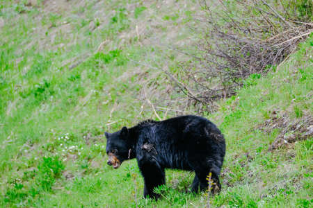 A black bear in the grass with dandelions, trees in the background, Manningpark, Canadaの写真素材