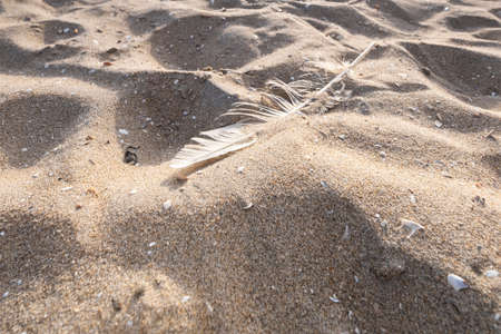 Footprints on sand beach along sea at dawn, a white feather lies on the beach. Scheveningen, The Netherlandsの写真素材