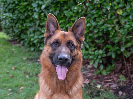 Portrait of a German Shepherd, 3 years old, portrait, in front. LIe down in grass, Friesland the Netherlandsの写真素材
