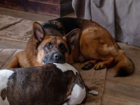 The shepherd lies lazily with his head on the back of the English bulldog
