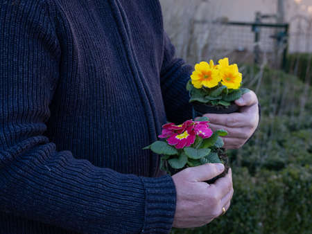 Elderly mans hands holiding plastic fcontainers with pink and yellow primulas. Yellow and pink...