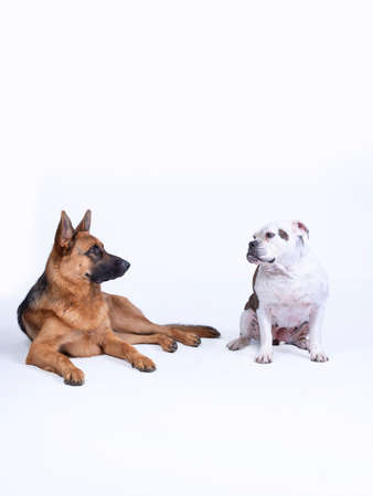 Portret of two dogs, white brown old English bulldog and a brown black German Shepherd, dogs looking...