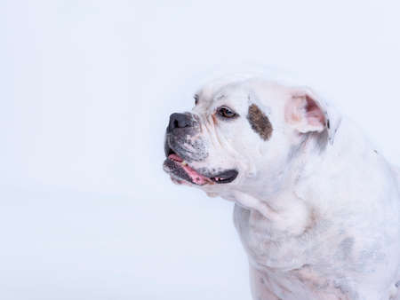 Head shot of a large and beautiful old English bulldog breed dog looking to the left. copy-spaceの写真素材