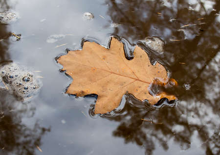 Autumn leaf in water with trees reflections, forest in autumnの写真素材