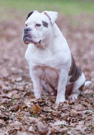 A white and brown English Bulldog dog, sit in the forrest, portrait with funny expression in face, selective focus, focus on eyesの写真素材