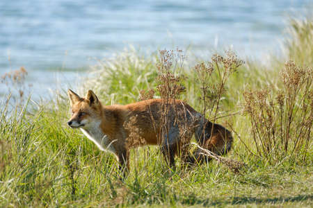 A magnificent wild Red Fox, hunting for food to eat in the long grass, water in background