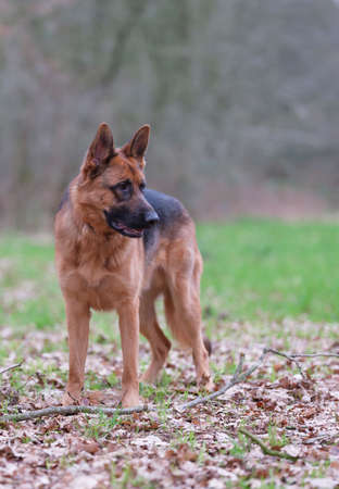 Portrait of a German Shepherd, 3 years old, standing in full body, in the forrest, autumn leafs on the groundの写真素材