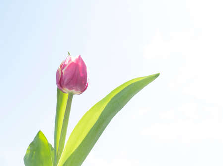 Pink tulip photographed from below. Copy space for your text.