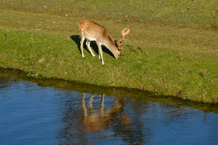 A fallow deer eating grass, next to a river in the sun, refelction in the water, the Netherlands.の写真素材