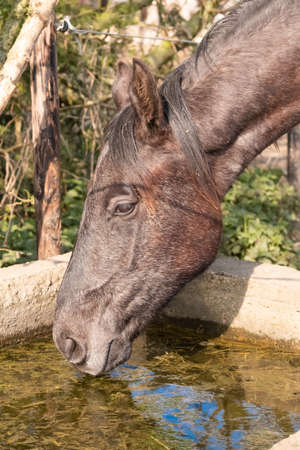 Side shot of a young stallion horse. He is drinking water, grey color.の写真素材