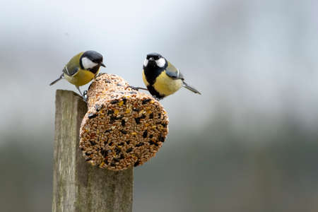 Two tomtits sitting on a feeding ball with seeds. Spring time. Bright photo.
