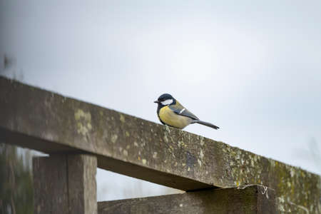 A tomtit sitting on a wooden beam Spring time. Bright photo.の写真素材