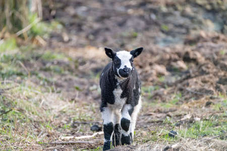 Young black and white sheep, lamb walks in the sand, looking at the camera.の写真素材