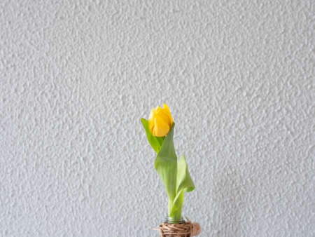 Yellow tulip in a glass vase with reed isolated on green background.