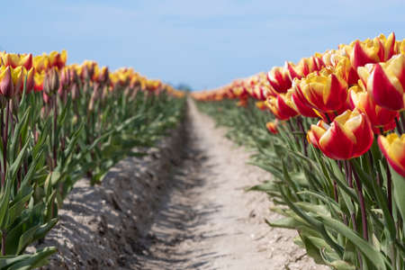 Red and longer pink tulips in one field, with wide angle lense from below, very nice blue cloudy sky in the Netherlands. windmills in the background. Selective focusの写真素材