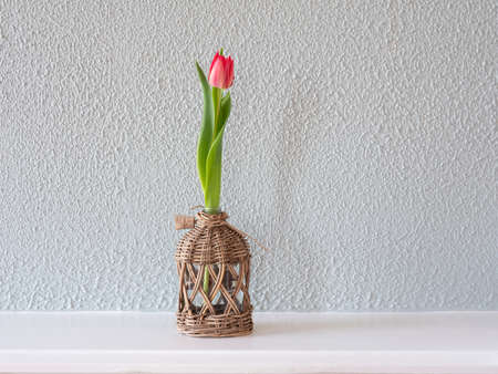 Pink tulip in a glass vase with reed isolated on green background.