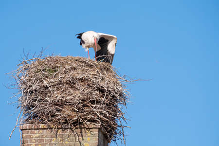 A stork stands in its nest on a chimney, the bird shakes out its wing, blue sky in backgroundの写真素材