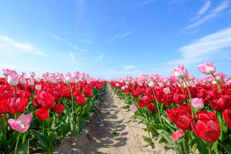 Long pink tulips in a red tulips field with wide angle lense from below, blue cloudy sky in the Netherlands. Selective focusの写真素材