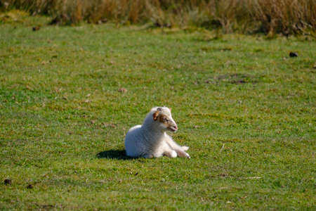Dutch Heather sheep lamb on a sunny morning in sping, lie in the grass, Friesland, the Neherlandsの写真素材