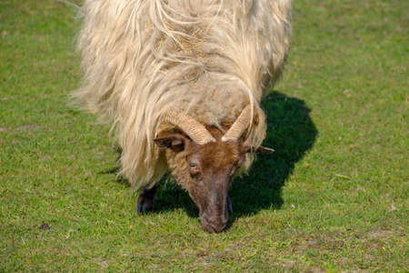 Dutch Heather sheep on a field, eating grass, portret of horned head. Springtime in the sun., Friesland, the Netherlandsの写真素材