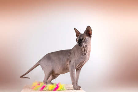 Portrait of a pretty sphinx indoors, bald cat, the cat is on a scratching post, full body, on a...