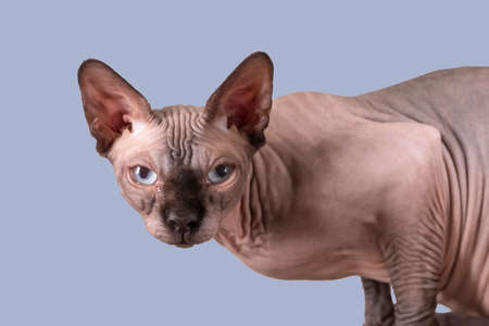 Portrait of a pretty sphinx indoors, bald cat, the cat is on a scratching post, half body, on a...
