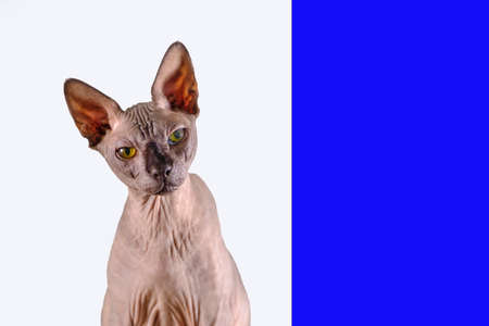 Portrait of a pretty sphinx indoors, bald cat, the cat is sitting, half body, on a white and blue background, with space for copy, focus on eyeの写真素材