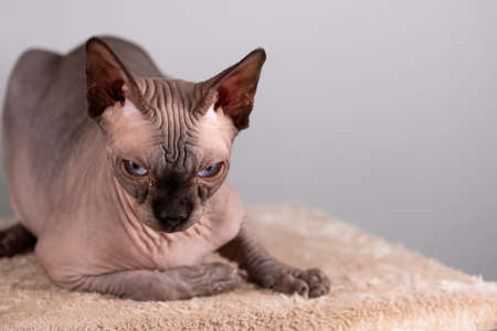 Portrait of a pretty sphinx indoors, bald cat, the cat is on a scratching post, full body, on a grey...