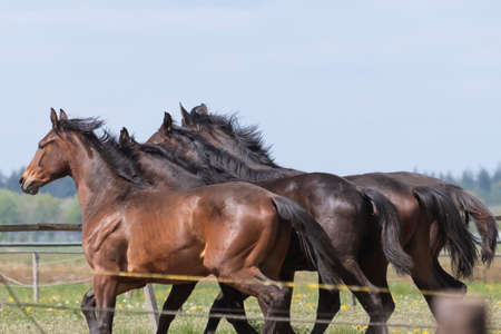 Four heads of stallion horses, at a sunny day. Galloping dressage horse stallions in a meadow....