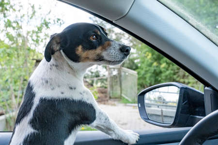Cute Jack Russel dog riding a car with its head out the car window, in a natural environment, no...
