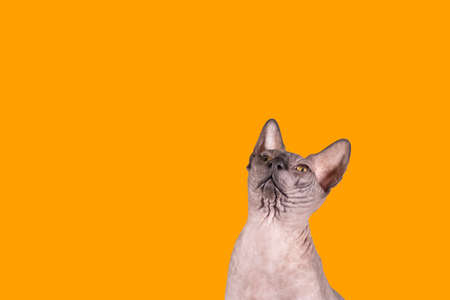 Portrait of a pretty sphinx indoors, bald cat, right in the photo, look supwards on a orange...