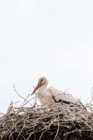 A stork stands in its nest in the spring , white sky in background. copy-space.の写真素材
