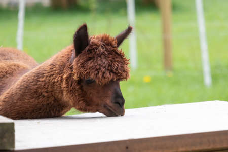 Brown Alpaca in a green meadow. eats chunks. Selective focus on the head of the alpaca, photo of head.の写真素材