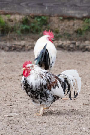 Closeup of black and white rooster crowing and view of profile, selective focusの写真素材