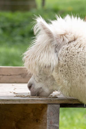 White Alpaca, a white alpaca in a green meadow. eats chunks. Selective focus on the head of the alpaca, photo of headの写真素材