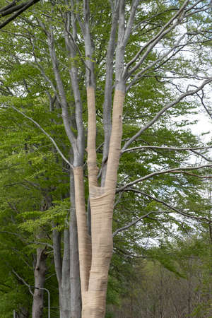 With Jute, beech trees where the light intensity has been changed by grubbing neighboring trees are...