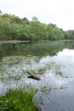 Tranquil landscape at a lake, with the vibrant sky, white clouds and the trees reflected in the...