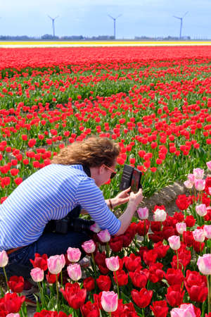 Young woman is taking photo with smart phone in colorful red and pink tulip field, system camera around her neckの写真素材