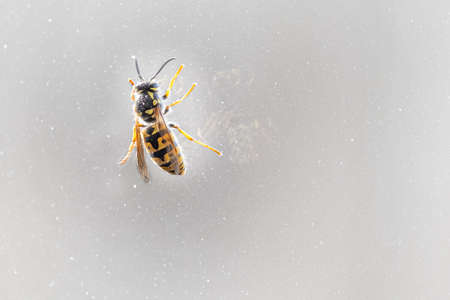 Closed up macro, Bee isolated on stone background Education and natural concept.の写真素材