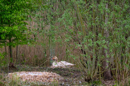 goose behind its nest in the woods, nature background. Selective focus.の写真素材