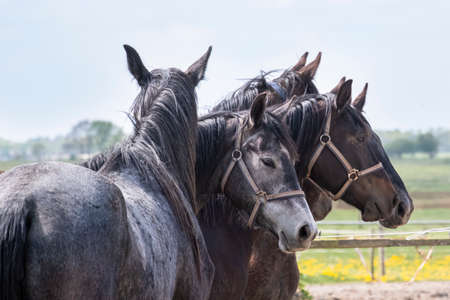 A herd of young mares go to pasture for the first time on a sunny spring day. Blue sky. Heads of dressage and jumping horses in a meadow. Breeding horses, selctive focus.の写真素材