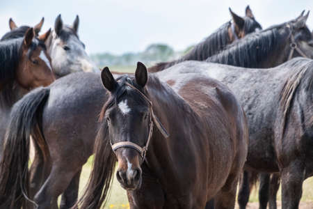 A herd of young mares go to pasture for the first time on a sunny spring day. Blue sky. Heads of dressage and jumping horses in a meadow. Breeding horses, selctive focus.の写真素材