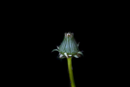 Yellow dandelions. Flowers dandelions in bud on dark background , selective focus.の写真素材