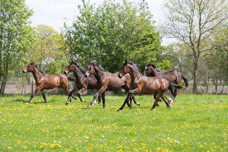 A herd of young stallions go to pasture for the first time on a sunny spring day. Blue sky. Galloping dressage and jumping horse stallions in a meadow. Breeding horsesの写真素材