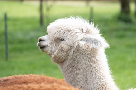White Alpaca, a white alpaca in a green meadow. Selective focus on the head of the alpaca. photo of head.の写真素材