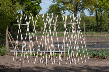Bamboo: a support frame ready for climbing beans and peas in a vegatable garden.